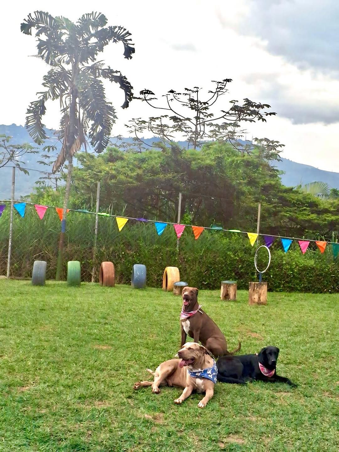 Bienvenidas y adaptación en Hotel Canino Cali