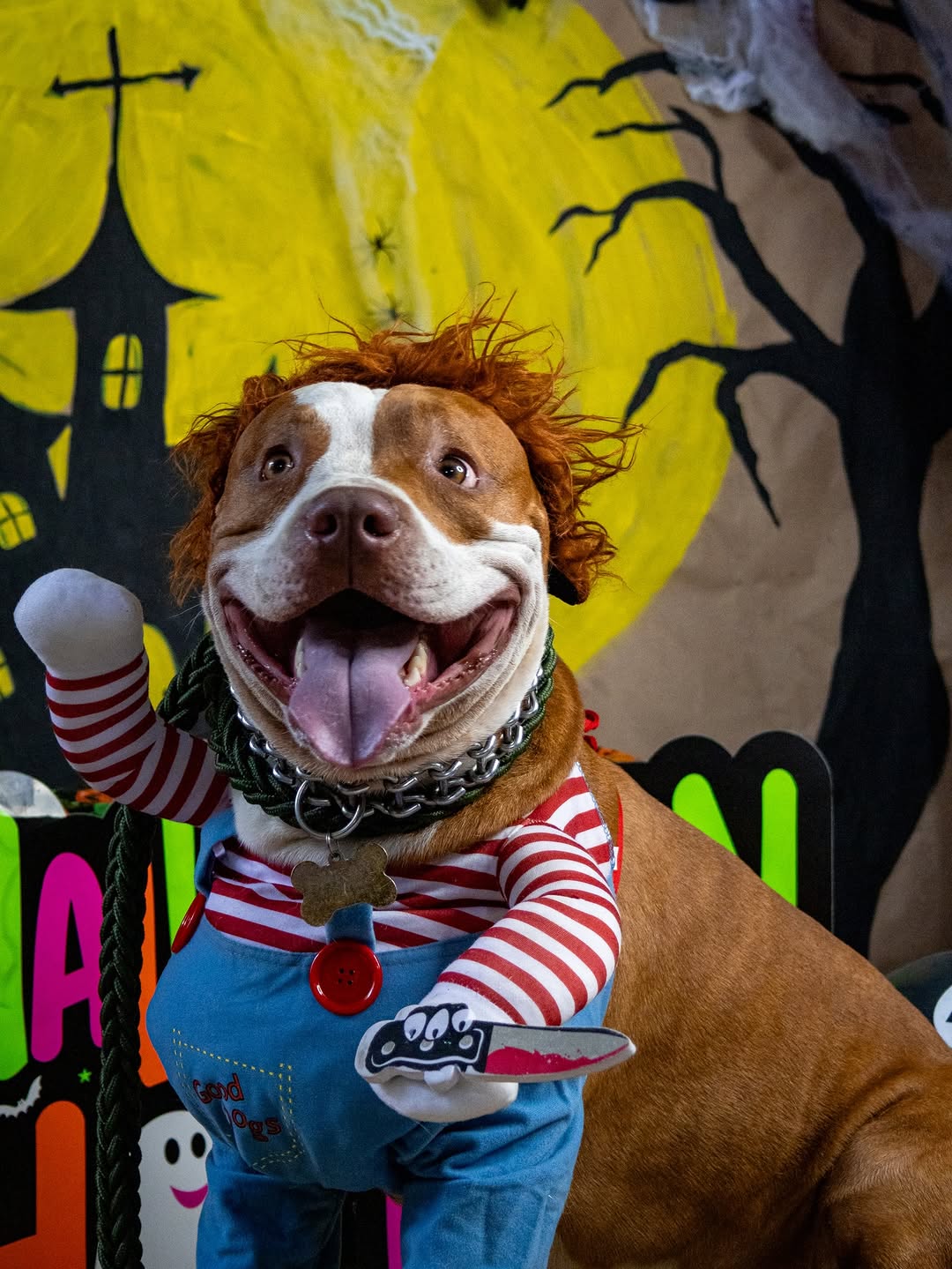 Celebraciones con la manada en Hotel Canino Cali