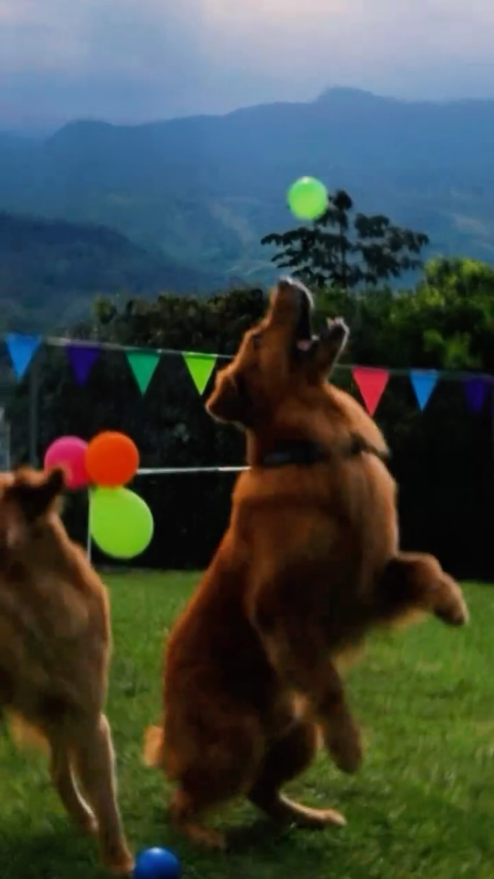 Lugar seguro, amoroso y divertido en Hotel Canino Cali