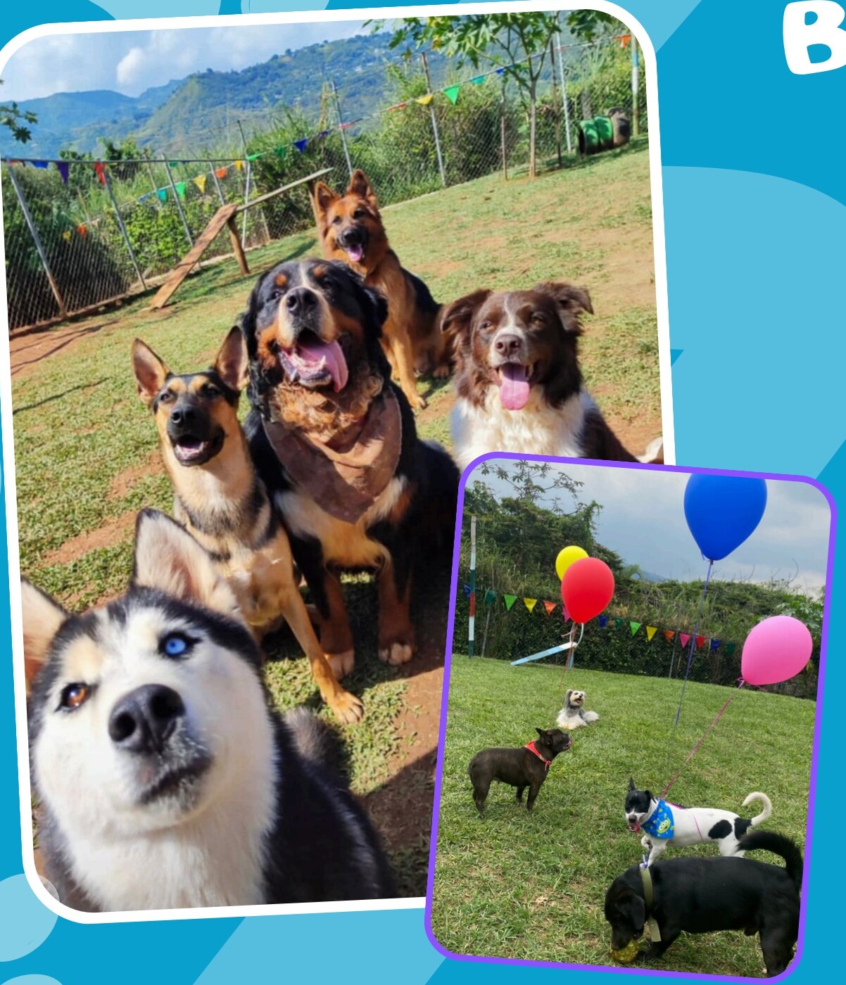 Foto real del PDF de Hotel Canino Cali 3